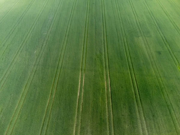 緑の農業分野の田舎の大面積の空中ビュー 夏にスウェーデンで撮影されたドローン写真 テキスト コピースペースの場所 — ストック写真