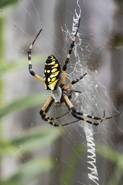 A vertical shot of a yellow garden spider spinning a web New Bern,North Carolina