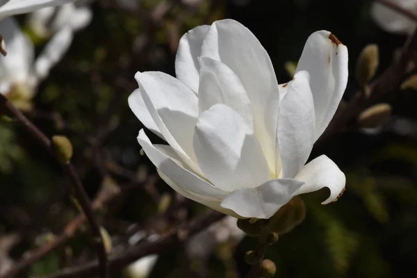 Vibrant White Magnolia Field Malmoe Sweden — Stock Photo, Image