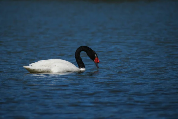 Μελανόμορφος Κύκνος Cygnus Melancoryphus Δημόσιο Πάρκο Στο Μπουένος Άιρες — Φωτογραφία Αρχείου