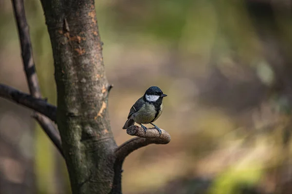 Shallow Focus Adorable Great Tit Perching Tree Branch — Zdjęcie stockowe