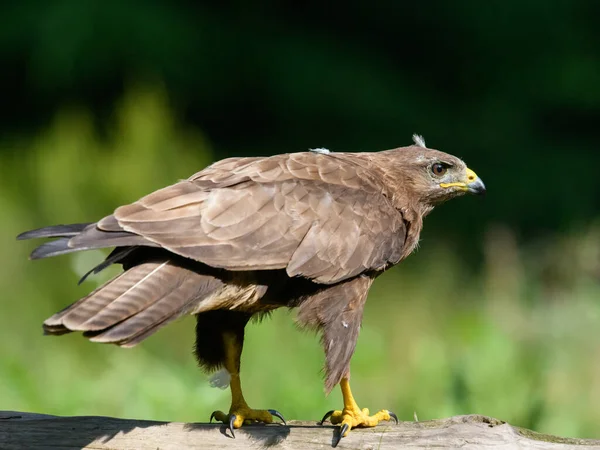 Tiro Perto Buzzard Comum Árvore Pronto Para Decolar — Fotografia de Stock