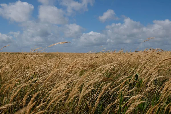 Una Vista Del Hermoso Campo Las Espigas Trigo Cielo Con — Foto de Stock