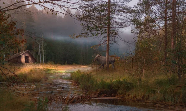 Forest Small River Moose Small Wooden Hut — Stock Photo, Image