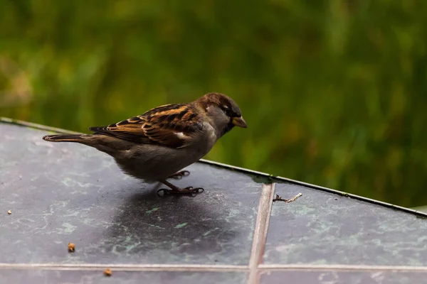 Mus Herfsttuin Zoek Naar Een Maaltijd — Stockfoto