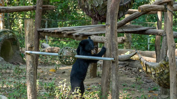 Black Bear Playing Zoo — Stock Photo, Image