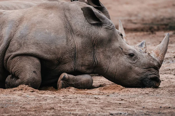 Gros Plan Rhinocéros Couché Sur Sol — Photo