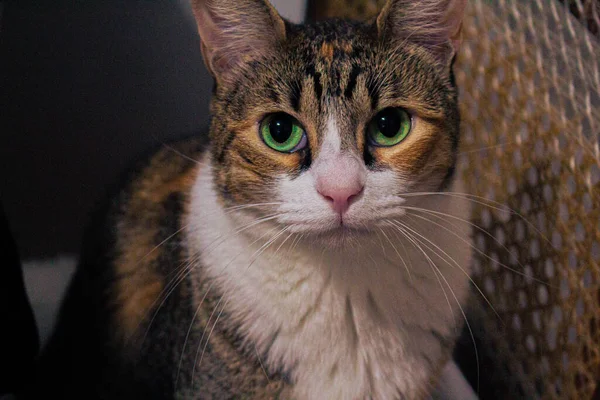 Retrato Lindo Gatito Ojos Verdes —  Fotos de Stock