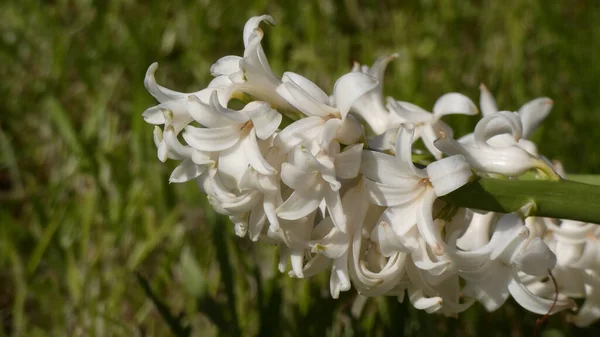 Selective Focus White Hyacinth Flower — Stock Photo, Image