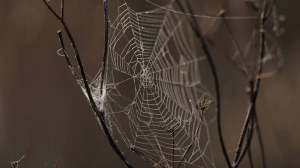 Lovitură Închidere Unei Pânze Păianjen Ramură Fundal Neclară — Fotografie, imagine de stoc