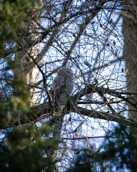 Owl Tree Branch — Stock Photo, Image