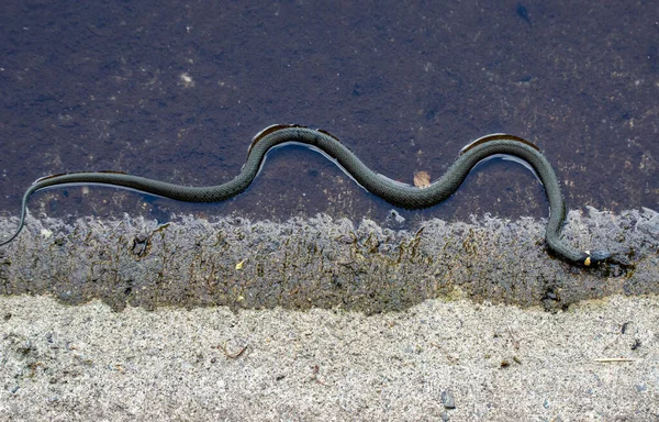 Natrix Natrix Snake Shore Lake Reptile Nature — Stock Photo, Image