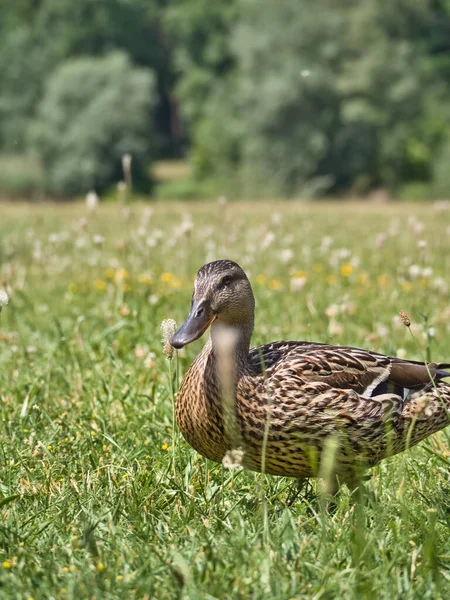 Close View Female Duck Flowering Meadow Sunny Day Trees Background — Stock Photo, Image