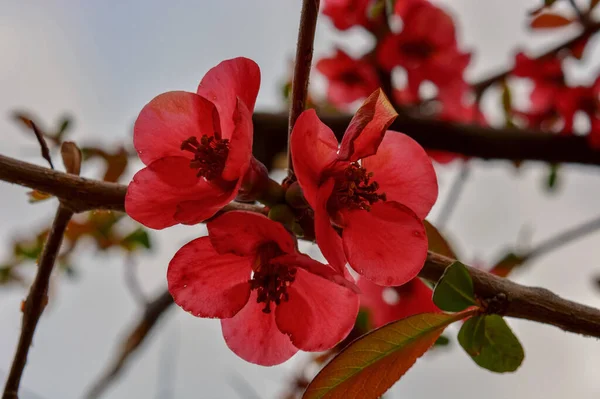 Flores Vermelhas Uma Árvore Flores Primavera Com Fundo Borrado — Fotografia de Stock