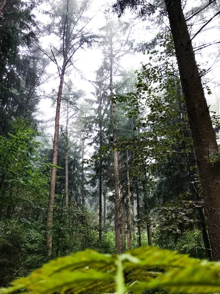 雾天长满大树的常绿森林的垂直照片 — 图库照片