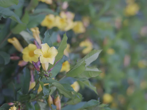 Closeup Yellow Carolina Jessamine Flower Garden Spring — Stock Photo, Image