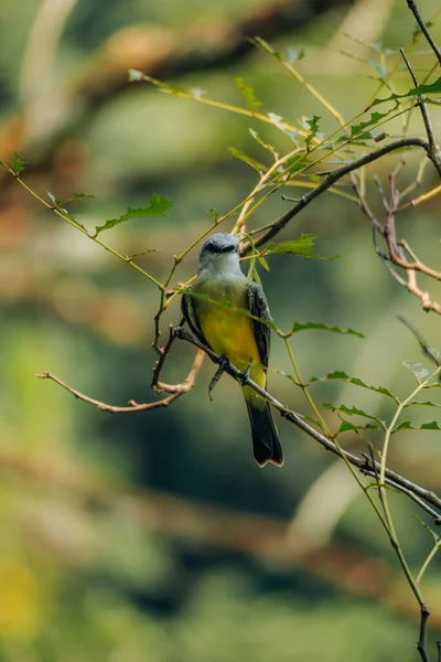 Macro Toma Coraciiformes Colorido Pájaro Una Pequeña Rama Verde Vertical — Foto de Stock