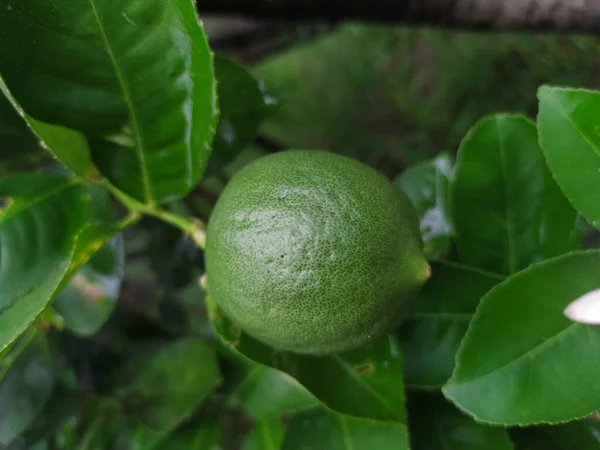 Vertical Shot Fresh Green Lime Fruit Branch Blurred Background — Stock Photo, Image