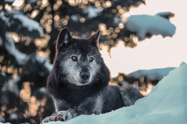 Een Verticaal Shot Van Wolf Sneeuw — Stockfoto