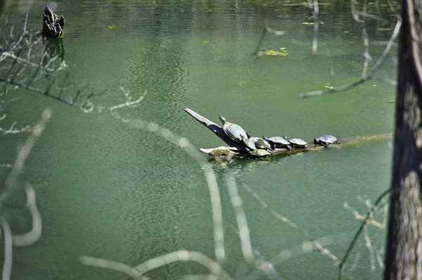 Een Familie Van Schildpadden Zonnen Een Boomstam Een Meer Bij — Stockfoto