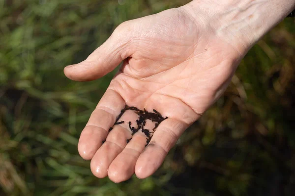 Tadpoles Held Hand Natural Pond — Stock Photo, Image