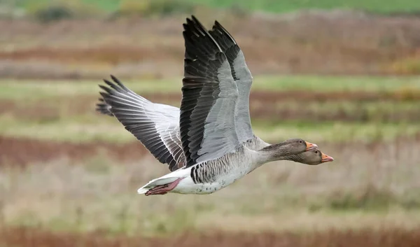 Closeup Shot Two Greylag Geese Flying Field — Stock Photo, Image