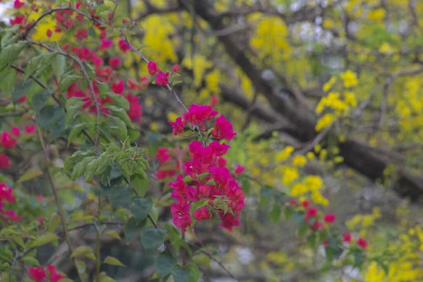 Eine Nahaufnahme Von Rosa Blumen Auf Einem Baum — Stockfoto