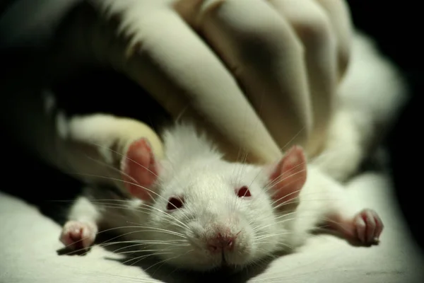 Zbliżenie Białego Szczura Laboratoryjnego Podczas Eksperymentu Uniwersytecie Medycznym Erywaniu — Zdjęcie stockowe