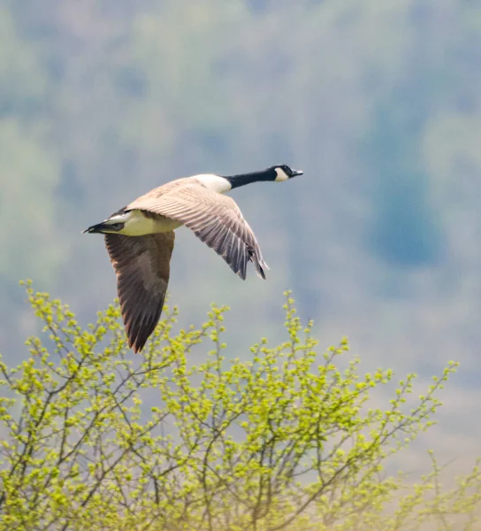 木の上を飛んでいるカナダのガチョウの閉鎖 — ストック写真