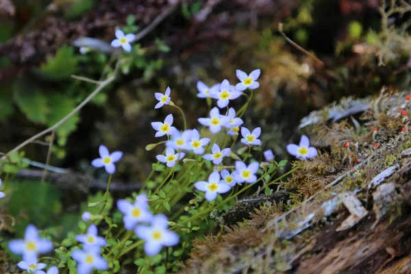 Vertical Shot Forget Nots Blossoming Forest — Stock Photo, Image