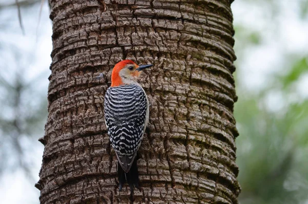 Enfoque Selectivo Pájaro Carpintero Vientre Rufo Dendrocopos Hyperythrus Encaramado Tallo — Foto de Stock