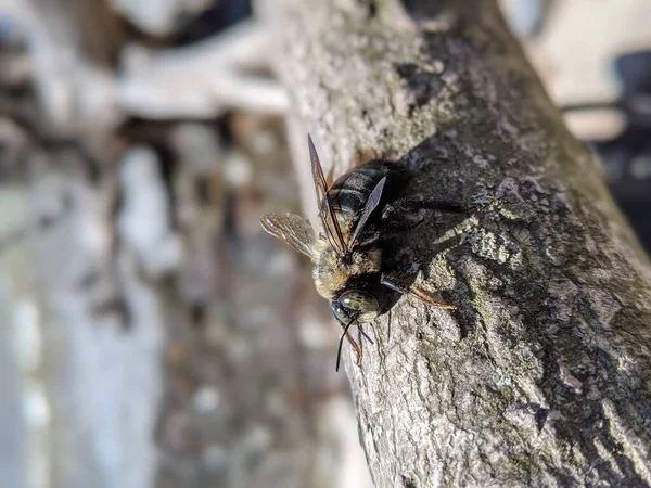 蜂群白天在公园的树枝上垂直的高角度的蜜蜂镜头 — 图库照片