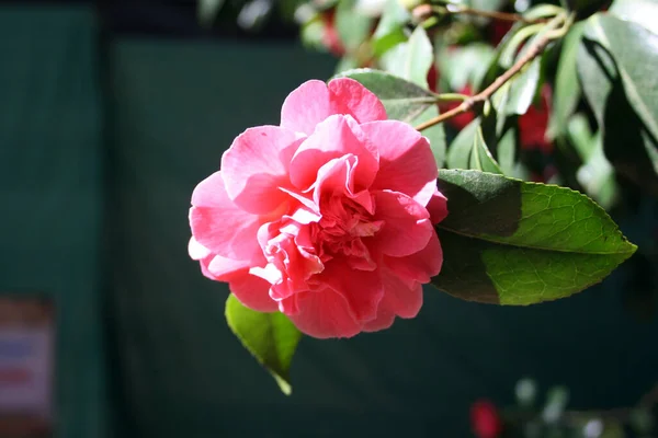 Eine Nahaufnahme Von Rosa Klettergeranien — Stockfoto