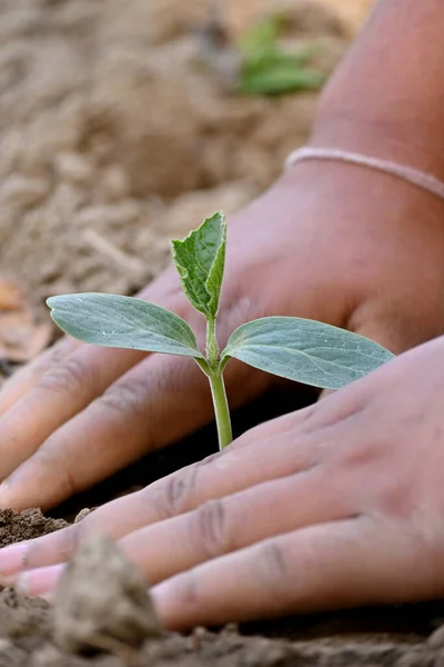 Gros Plan Vertical Des Mains Personne Plantant Des Semis — Photo