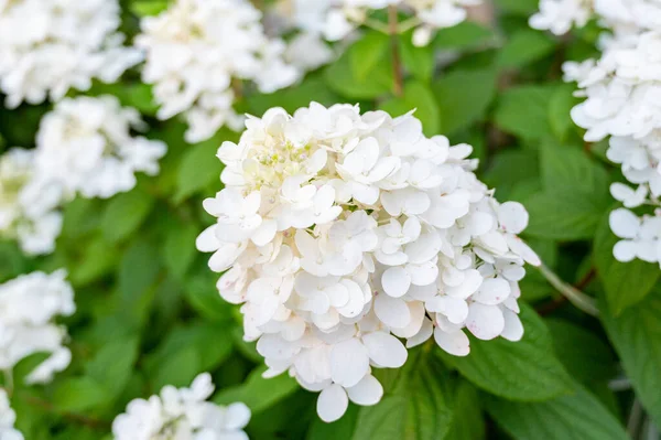 Hortensia Pleine Floraison Dans Jardin — Photo