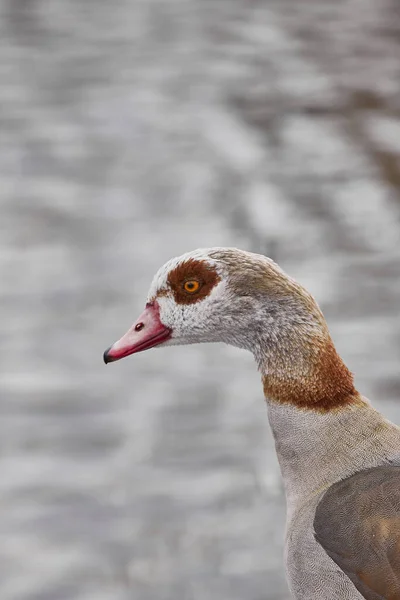 Vertical Closeup Egyptian Goose Looking Aside Lake — Stock Photo, Image