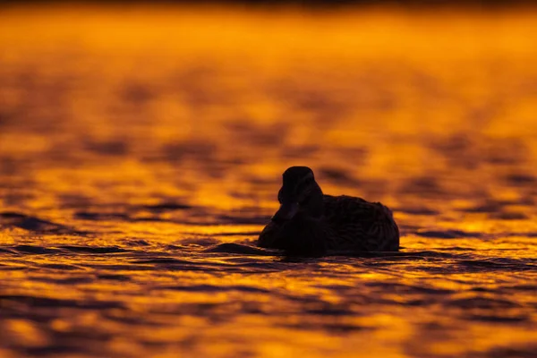 Een Silhouet Van Een Wilde Eend Drijvend Het Meer Bij — Stockfoto