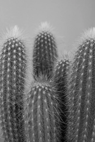 Kaktus Czerni Bieli Ogrodzie — Zdjęcie stockowe