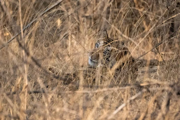 Tiger Gömd Gräset Indien Madhya Pradesh — Stockfoto