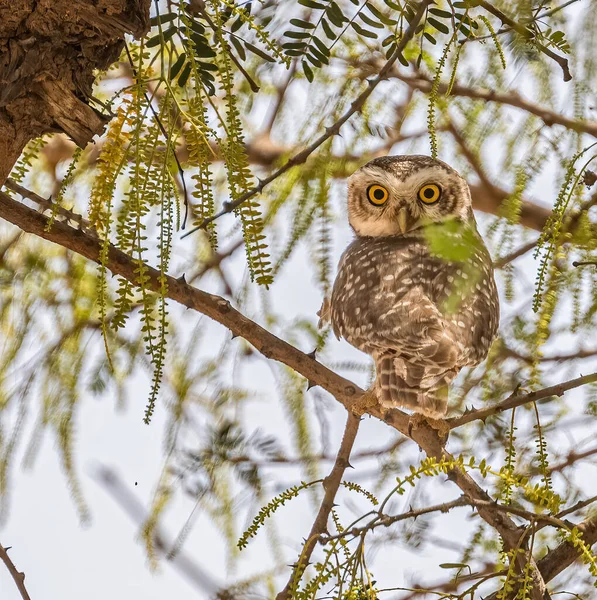 カメラに向かって木の中に隠されたフクロウの垂直ショット — ストック写真