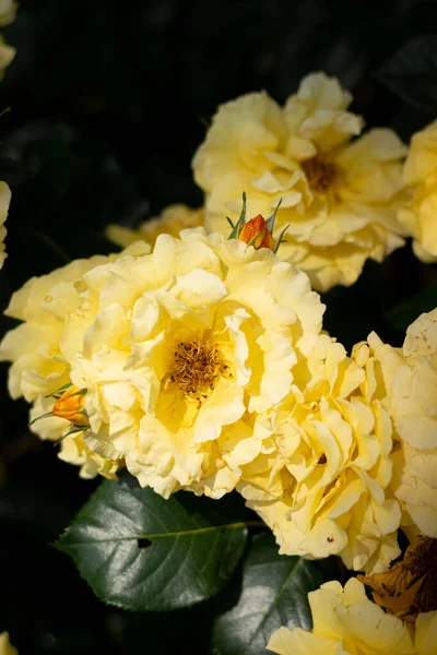 Esta Foto Muestra Una Hermosa Rosa Amarilla Jardín Rosas Budapest — Foto de Stock
