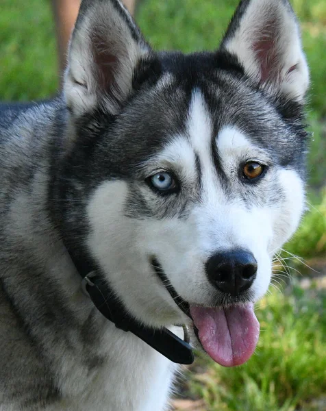 Közelkép Gyönyörű Heterokromatikus Szemek Barna Kék Husky Kutya — Stock Fotó