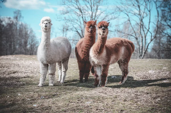 Trois Adorables Curieuses Alpagas Sur Une Prairie Suède — Photo