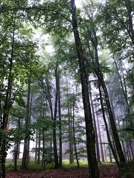 Pionowe Ujęcie Zielonych Długich Drzew Lesie Promieniami Słońca — Zdjęcie stockowe