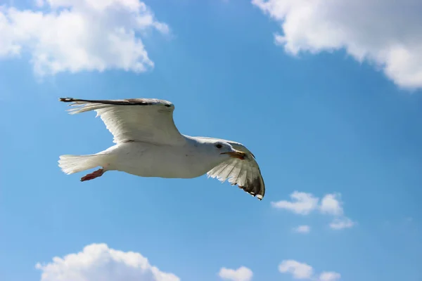 Летающая Чайка Голубым Небом — стоковое фото