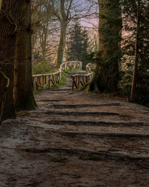 Vertical Shot Path Surrounded Trees Forest — Stock Photo, Image