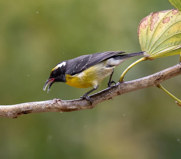 Eine Nahaufnahme Eines Bananaquit Vogels Der Auf Einem Ast Garten — Stockfoto