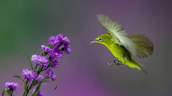用紫色花朵的花蜜在模糊的紫色背景上喂食的白眼鸟 — 图库照片