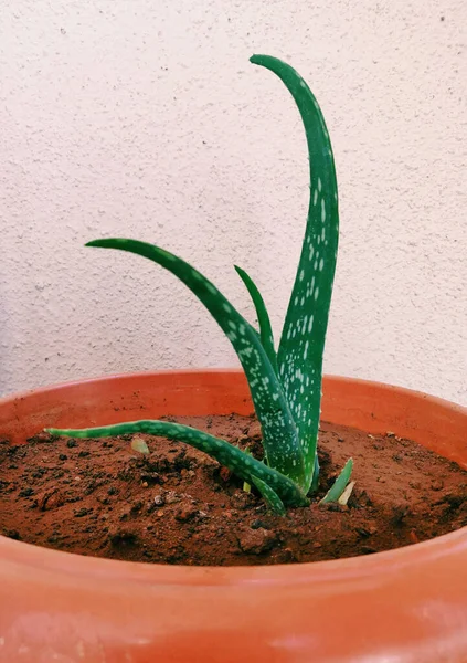Pionowe Zbliżenie Rośliny Aloesu Doniczce — Zdjęcie stockowe