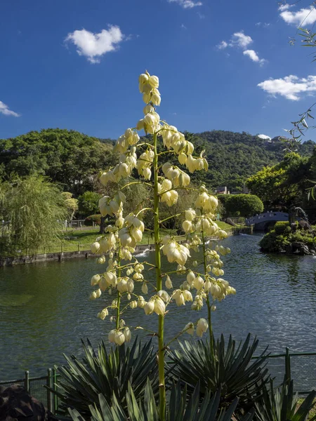 A selective of Yucca filamentosa flowers near a river